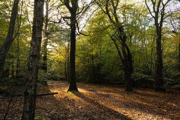 Autumn tree with shadow