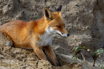 a beautiful fox that lives in the dunes and is looking for food
