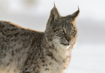 Eurasian lynx, a cub of a wild cat in the snow. Beautiful young lynx in the wild winter nature. Cute baby lynx walks on a meadow in winter, cold conditions.