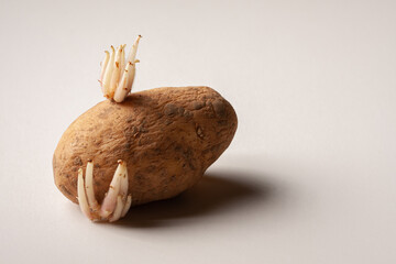 Old sprouted potato with curvy roots placed on wooden table against white background