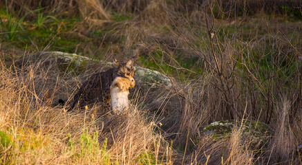 LINCE IBÉRICO- IBERIAN LYNX (Lynx pardinus) salvaje fotografiado en el Parque Natural Sierra de Andújar, Jaen, Andalucía, España