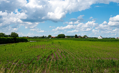 Fototapeta na wymiar Dutch green landscape in summer in fruit region Betuwe, Gelderland