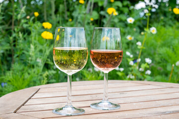 Tasting of Dutch rose and dry white wine on vineyard in summer
