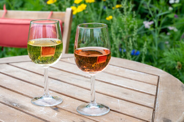 Tasting of Dutch rose and dry white wine on vineyard in summer