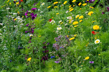 Colorful blossom of wild flowers on summer meadows, organic honey production
