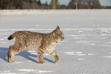 Obraz premium Eurasian lynx, a cub of a wild cat in the snow. Beautiful young lynx in the wild winter nature. Cute baby lynx walks on a meadow in winter, cold conditions.