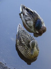 pair of ducks in the water