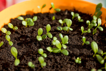 cucumber seedling sprouts in the container ready for plant. Young green plants sprouts in the balcony vegetable garden.Seedlings,greenhouse, farm. Growing vegetables. Farming concept.