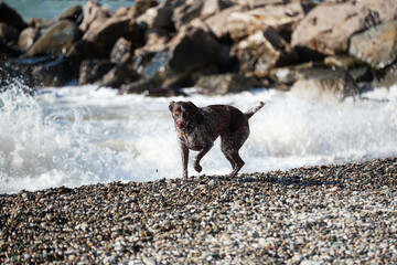 Brown shorthaired pointer walks on pebbly shore of sea on waves. Dog is a short haired hunting dog...