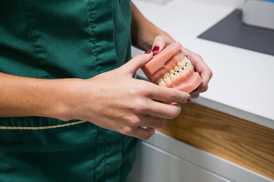Cropped unrecognizable dentist holding dental cast in dentistry laboratory