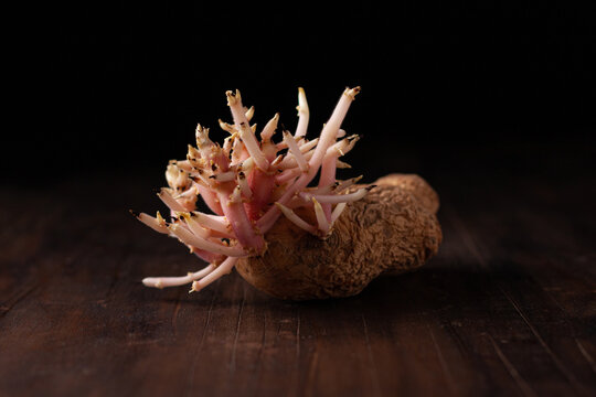 Old sprouted potato with curvy roots placed on wooden table against black background