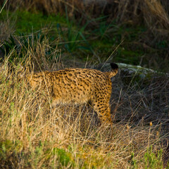 LINCE IBÉRICO- IBERIAN LYNX (Lynx pardinus) salvaje fotografiado en el Parque Natural Sierra de Andújar, Jaen, Andalucía, España