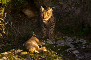 LINCE IBÉRICO- IBERIAN LYNX (Lynx pardinus) salvaje fotografiado en el Parque Natural Sierra de Andújar, Jaen, Andalucía, España