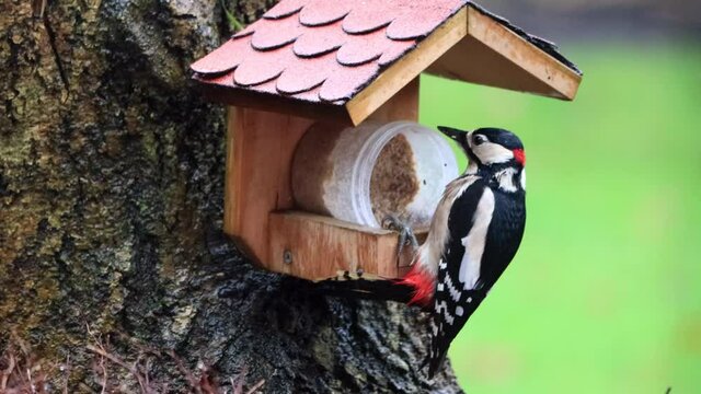 great spotted woodpecker eats bird seed
