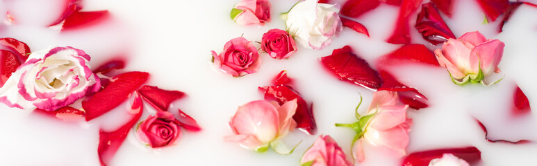 top view of red rose petals and pink flowers in milky water, banner
