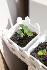 cucumber seedling sprouts in the container ready for plant. Young green plants sprouts in the balcony vegetable garden.Seedlings,greenhouse, farm. Growing vegetables. Farming concept.