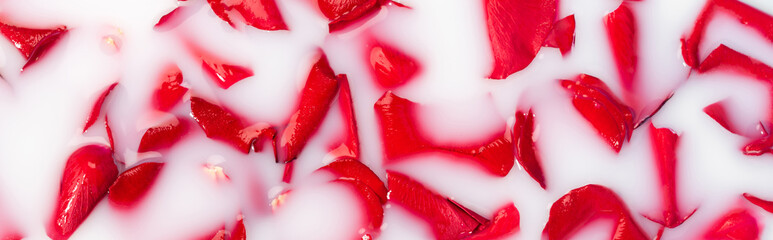 top view of red rose petals in milky water, banner