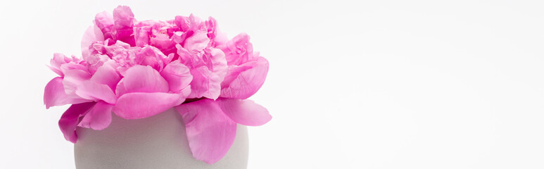 pink peony flower in porcelain vase isolated on white, banner