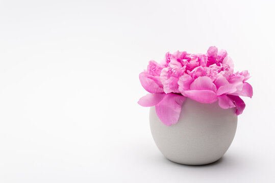 Pink Peony Flower In Porcelain Vase On White