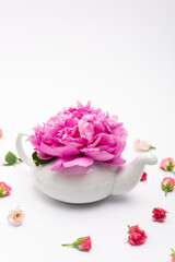 pink flower in porcelain teapot near tea roses on white