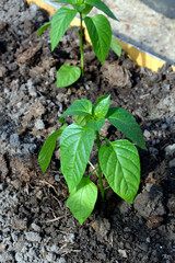 Seedlings of bell pepper. The bell pepper shrub grows in a greenhouse on a ridge. Growing vegetables in a greenhouse.