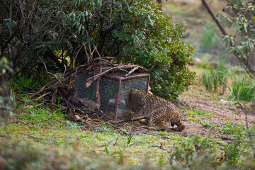 LINCE IBÉRICO -  IBERIAN LYNX (Lynx pardinus), capturando un conejo en un cercado de alimentación suplementaria, Parque Natural Sierra de Andújar, Jaen, Andalucía, España