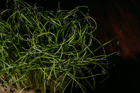 Still life with bunch of fresh green mustard sprouts growing in pot placed on wooden table in dark studio with black background