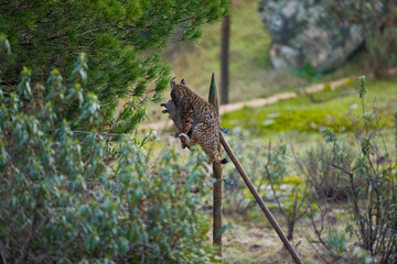 LINCE IBÉRICO (Lynx pardinus), capturando un conejo en un cercado de alimentación suplementaria, Parque Natural Sierra de Andújar, Jaen, Andalucía, España