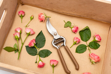 high angle view of hand pruners in wooden box with tea roses