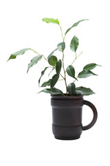 A plant in a wooden mug. Ficus in a circle, isolated on a white background.