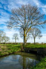 Fototapeta na wymiar Spring nature landscape in Betuwe, Gelderland, Netherlands