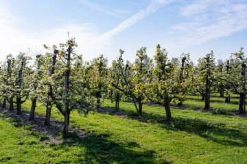 Rows with plum or pear trees with white blossom in springtime in farm orchards, Betuwe, Netherlands