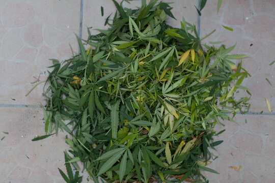 The terrace floor full of marijuana leaves
