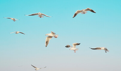 Seagulls on the beach.