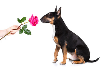 dog valentines love heart