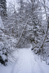 white trail in the forest where a lot of snow has fallen on the trees