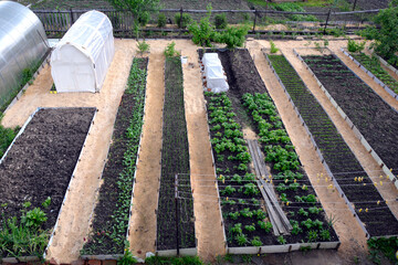 Fototapeta na wymiar Vegetable beds and greenhouses in the vegetable garden. Long, even ridges are parallel to each other. The location of the ridges on the site. View from above. Garden landscape.