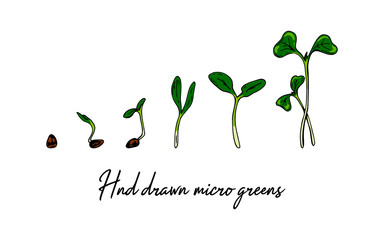 illustration of plant development from grain to sprout. Hand drawn micro greens. Vector illustration in colored sketch style isolated on white background