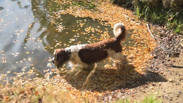 Gun Dog breed English Springer Spaniel walks through the shallow waters of a forest lake. Sunny day, fallen foliage on the water, the dog is afraid to go to the depth of the lake. The dog cannot swim.