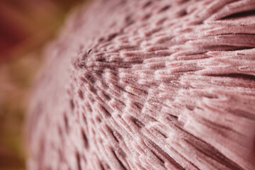 Closeup of pink flower of blooming protea or sugarbush plant for natural botanic background and texture