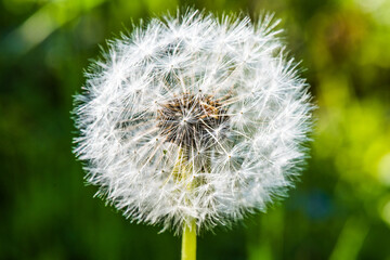 Fototapeta premium Close-up of dandelion blossom in the meadow
