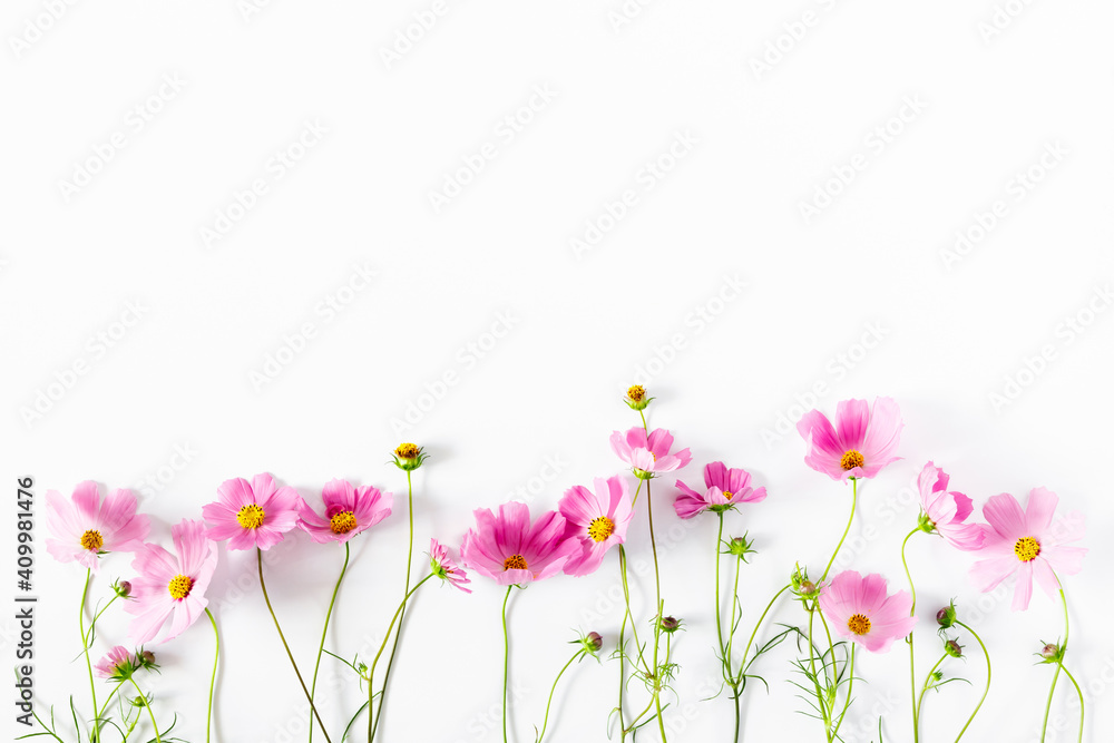 Wall mural beautiful flowers composition. pink cosmos flowers on white background. flat lay, top view, copy spa