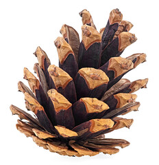 Single pine cone isolated on a white background. Brown pine cone.