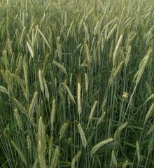 green wheat field