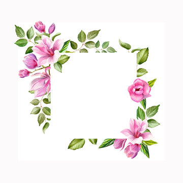 Watercolor floral illustration with blooming pink magnolia flowers and branches isolated on white background. Spring or summer flowers for invitation, wedding or greeting cards.