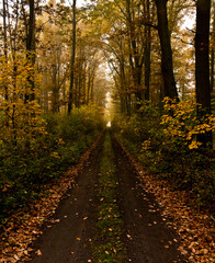 Obraz premium Autumn 6