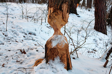 Tree trunk damaged by beavers. Winter forest. Tree with marks of beaver teeth. Damage to trees beavers. Negative activity of beavers in the woods. Pushcha-Vodytsia. Kyiv neighborhood, Ukraine © evgenij84