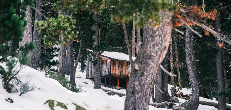 Small shabby wooden cabin located in snowy forest with lush green coniferous trees on winter day