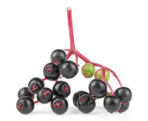 Young branch of Sambucus isolated on a white background. European black elderberry.