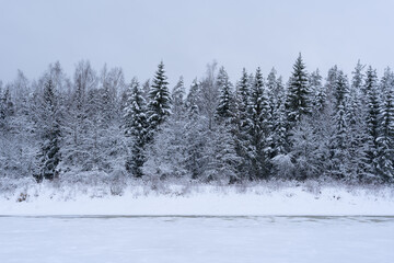 The river Gauja is frozen and covered with white snow, where you can also see the snow covered white forest